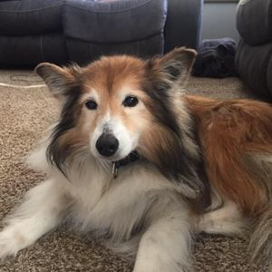 Meet your Posher, Tara